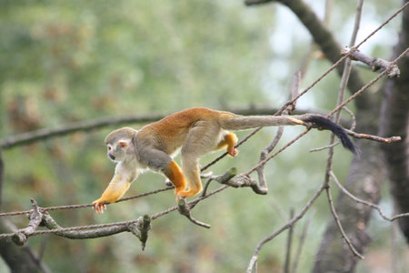little monkey climbing on a rope ladder
