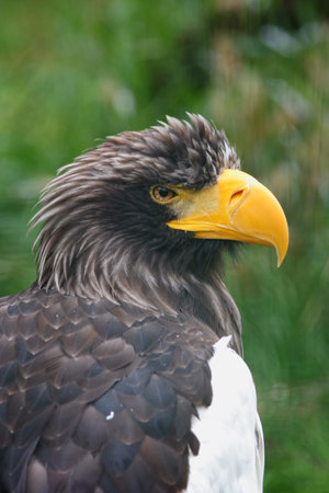 eagle sitting on a branch