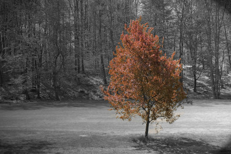Maple tree growing on golf courseの写真素材