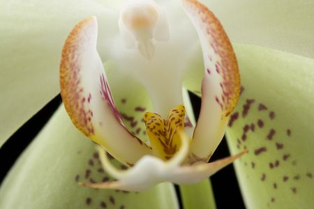 yellow beautiful orchid isolated on black backgroundの写真素材