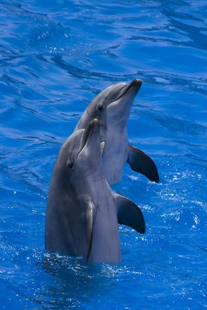 Two happy dolphins in a seaworldの写真素材