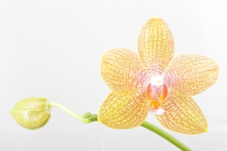 yellow beautiful orchid isolated on white backgroundの写真素材