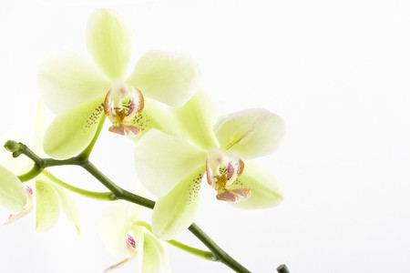 yellow beautiful orchid isolated on white backgroundの写真素材
