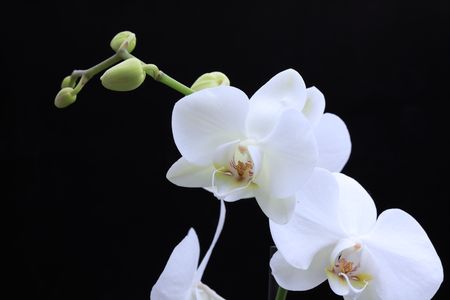 white beautiful orchid isolated on black backgroundの写真素材