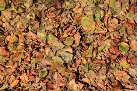 Fallen autumn leaves on the groundの写真素材