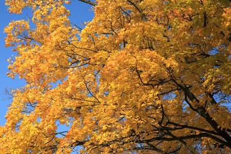 branch with bright yellow leavesの写真素材