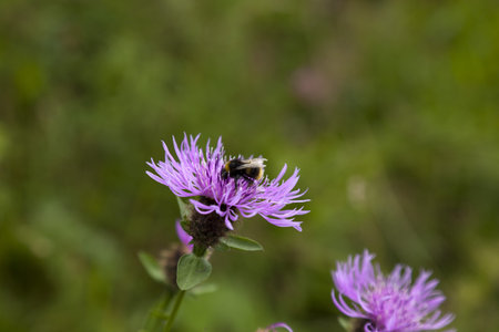 Bumblebee (Bombus Terrestris) sitting on a clover