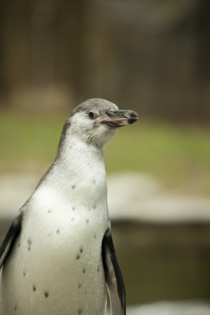 A Humboldt Penguin in a zooの写真素材