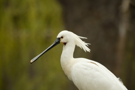 A head of Eurasian (common) Spoonbillの写真素材