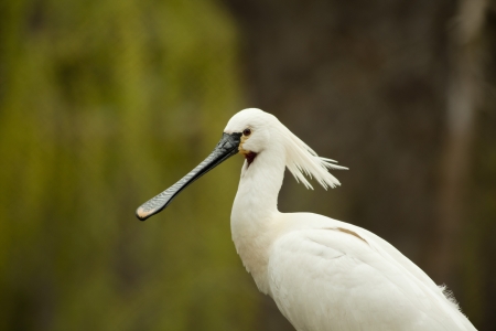 A head of Eurasian (common) Spoonbillの写真素材