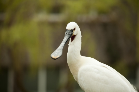 A head of Eurasian (common) Spoonbillの写真素材
