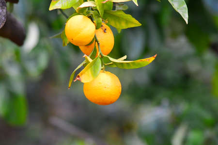Trio of orangesの写真素材