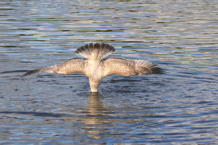 Herring Gull-Juvenile diving