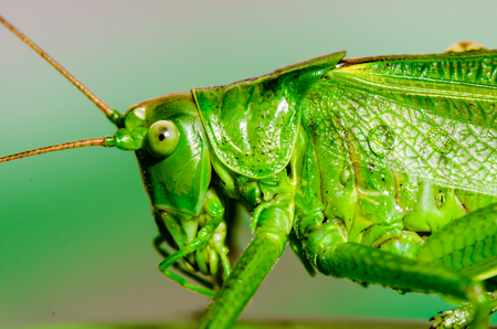 Extreme close-up macro of green grasshopper (Tettigonia viridissima) right after the rain with raindrops on the green body.の写真素材