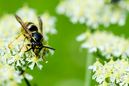 Closeup shot of a yellow wasp climbing  and eating the flower on a green background.の写真素材