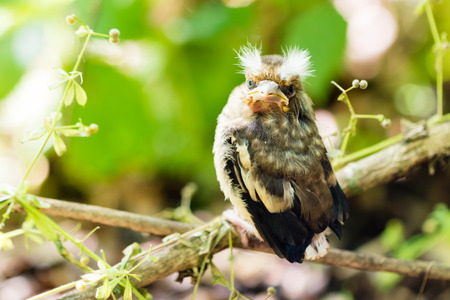 Young bird of the cuckoo sitting on a branch in a forest.の写真素材