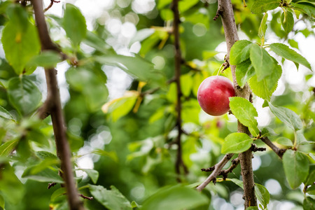 Tasty looking red ripe plum on the branch of the tree.の写真素材