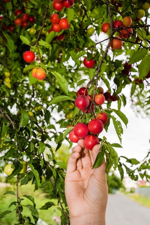 The girl harvests the ripe red plums from the tree.の写真素材