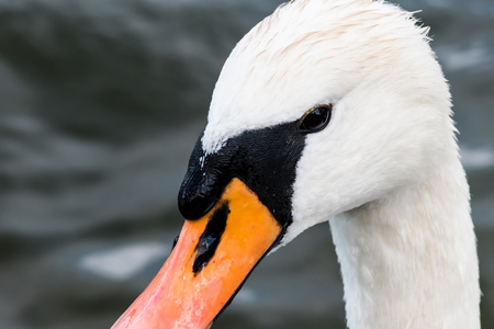 Close portrait of young swan. Pond on a background.の写真素材