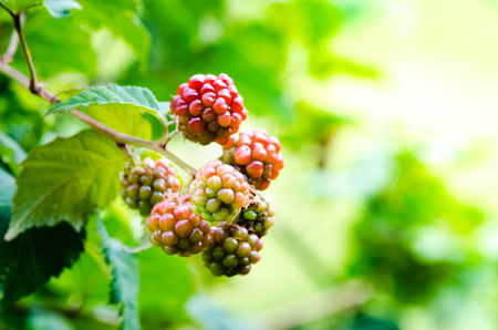 Branch of unripe green blackberries on green background with sunlight.の写真素材