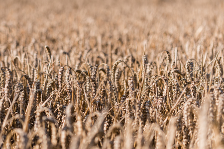 Ripe field of wheat at the end of summer, dark yellow color, almost gold.の写真素材