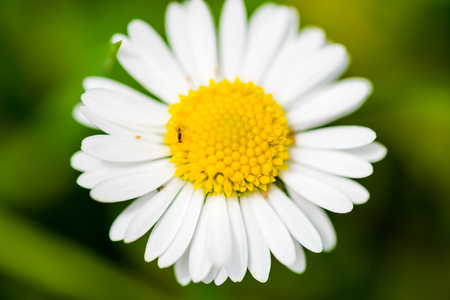 Macro photography of small white flower taken with shallow depth of field on green background.の写真素材