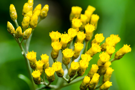 Macro photography of small yellow flowers taken on summer. Shallow dept of field, blurry green background.の写真素材