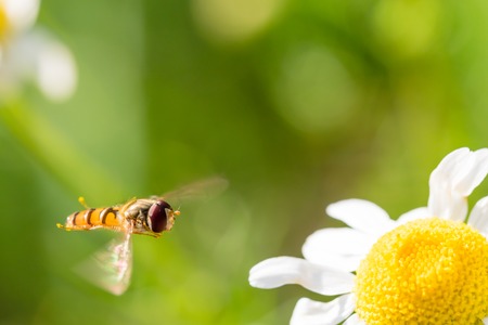 Small flying wasp is going to land on small flower. Macro photography, green smooth background, wasp caught in fly.の写真素材