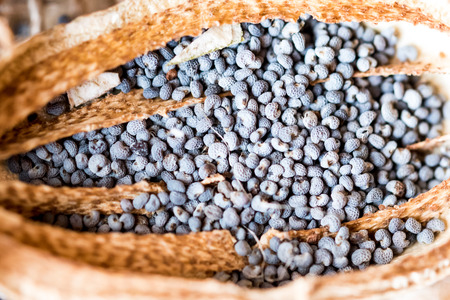 Macro photography of poppy heads and poppy seeds on textile rustic background. Many of poppy seeds.の写真素材
