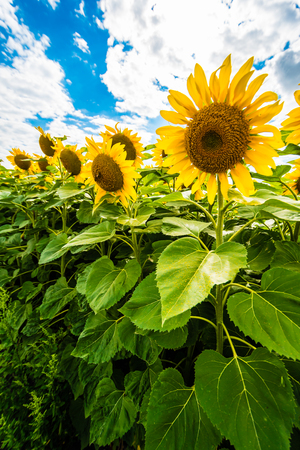 Detail of very beautiful fresh sunflower growth on big field. Many sunflowers on background, blue sky with clouds on background. Vibrant colors. Wide lens.の写真素材