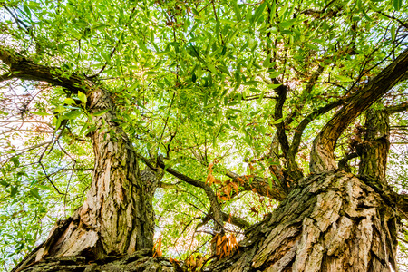 Low angle view of tree, from bottom to top. Sunlight in branches behind the leaves, beautiful colors. Nice pattern, nice structure.の写真素材