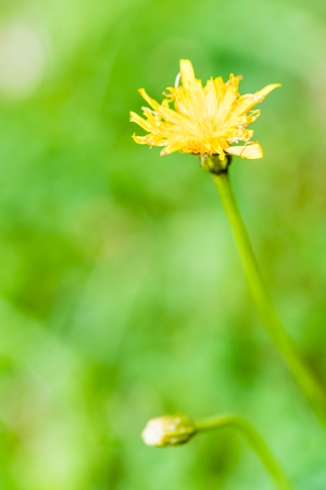 Closeup of nice blossom of dandelion on smooth green background. Yellow flower.の写真素材