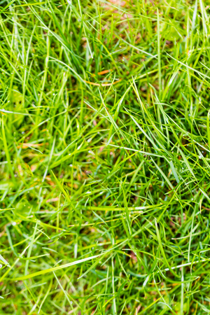 Closeup of green fresh grass, beautiful color. Visible individual plants.の写真素材