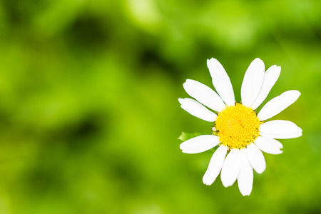 Closeup of nice bloom of camomile on smooth green background. Yellow flower.の写真素材