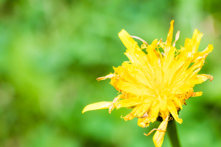 Closeup of nice blossom of dandelion on smooth green background. Yellow flower.の写真素材