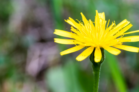 Closeup of nice blossom of dandelion on smooth green background. Yellow flower.の写真素材