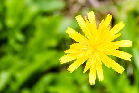 Closeup of nice blossom of dandelion on smooth green background. Yellow flower.の写真素材