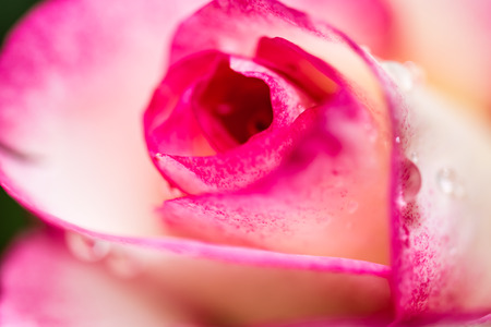 Detail of head of small red rose. Small flower with drops of water. Closeup top side view. Beautiful vibrant colors.の写真素材