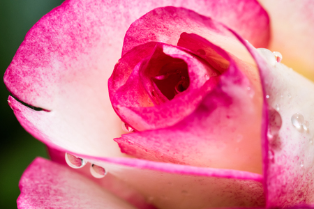 Detail of head of small red rose. Small flower with drops of water. Closeup top side view. Beautiful vibrant colors.の写真素材