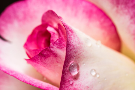 Detail of head of small red rose. Small flower with drops of water. Closeup top side view. Beautiful vibrant colors.の写真素材