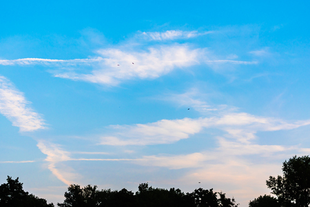 Nice blue sky with some clouds and flying birds. Silhouettes of trees on bottom.の写真素材