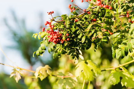Red ripe rowan berries on branche of a tree with green leaves. Selective focus, smooth background.の写真素材