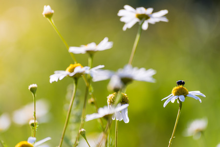 Nice chamomile flowers on meadow. Gentle green background, selective focus.の写真素材