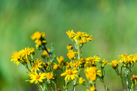 Small yellow flower on meadow. Smooth green background, selective focus. Yellow bloom.の写真素材