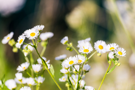 Nice chamomile flowers on meadow. Gentle green background, selective focus.の写真素材