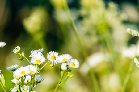 Nice chamomile flowers on meadow. Gentle green background, selective focus.の写真素材
