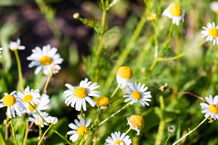 Nice chamomile flowers on meadow. Gentle green background, selective focus.の写真素材