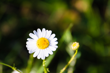 Detail of small chamomile flower on smooth green background, selective focus.の写真素材