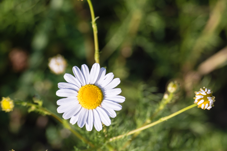 Detail of small chamomile flower on smooth green background, selective focus.の写真素材