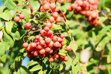 Red ripe rowan berries on branch of a tree with green leaves. Selective focus, smooth background.の写真素材